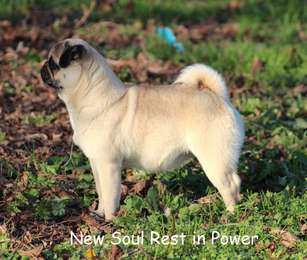 New Soul Rest in power