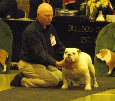 New Soul - Bulldog INC Champ Show 2012