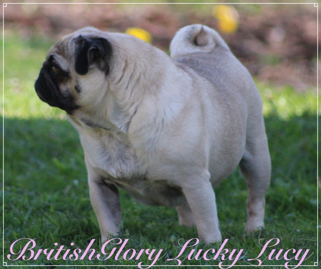 britishglory Lucky lucy