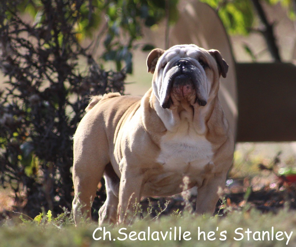 CH. sealaville He is stanley