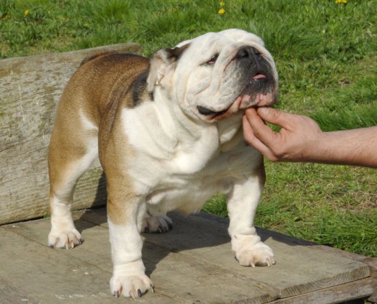 CH. Tip top tiger girl of Burly bulky bulls