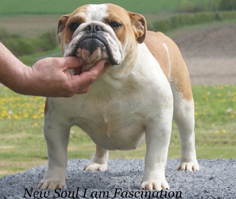New Soul I am fascination