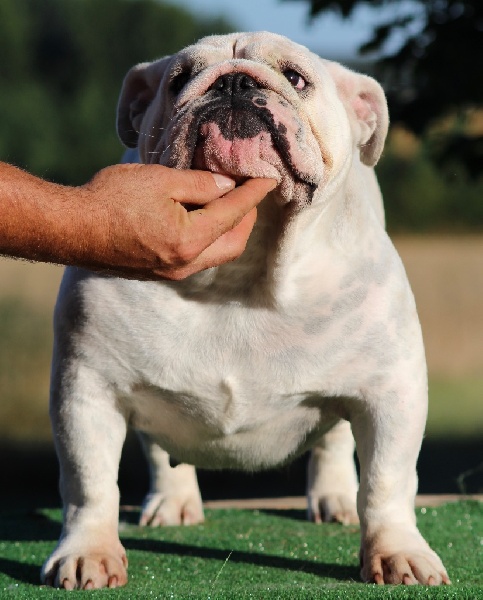 New Soul I am tentation