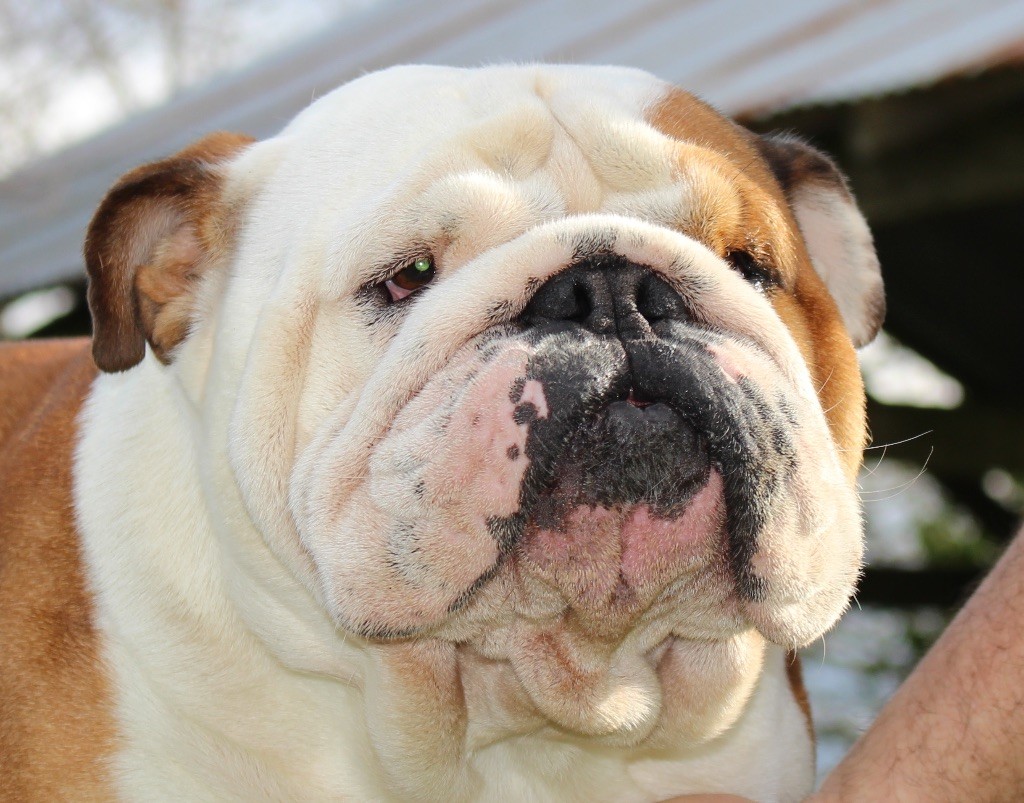 Hobtop Winston