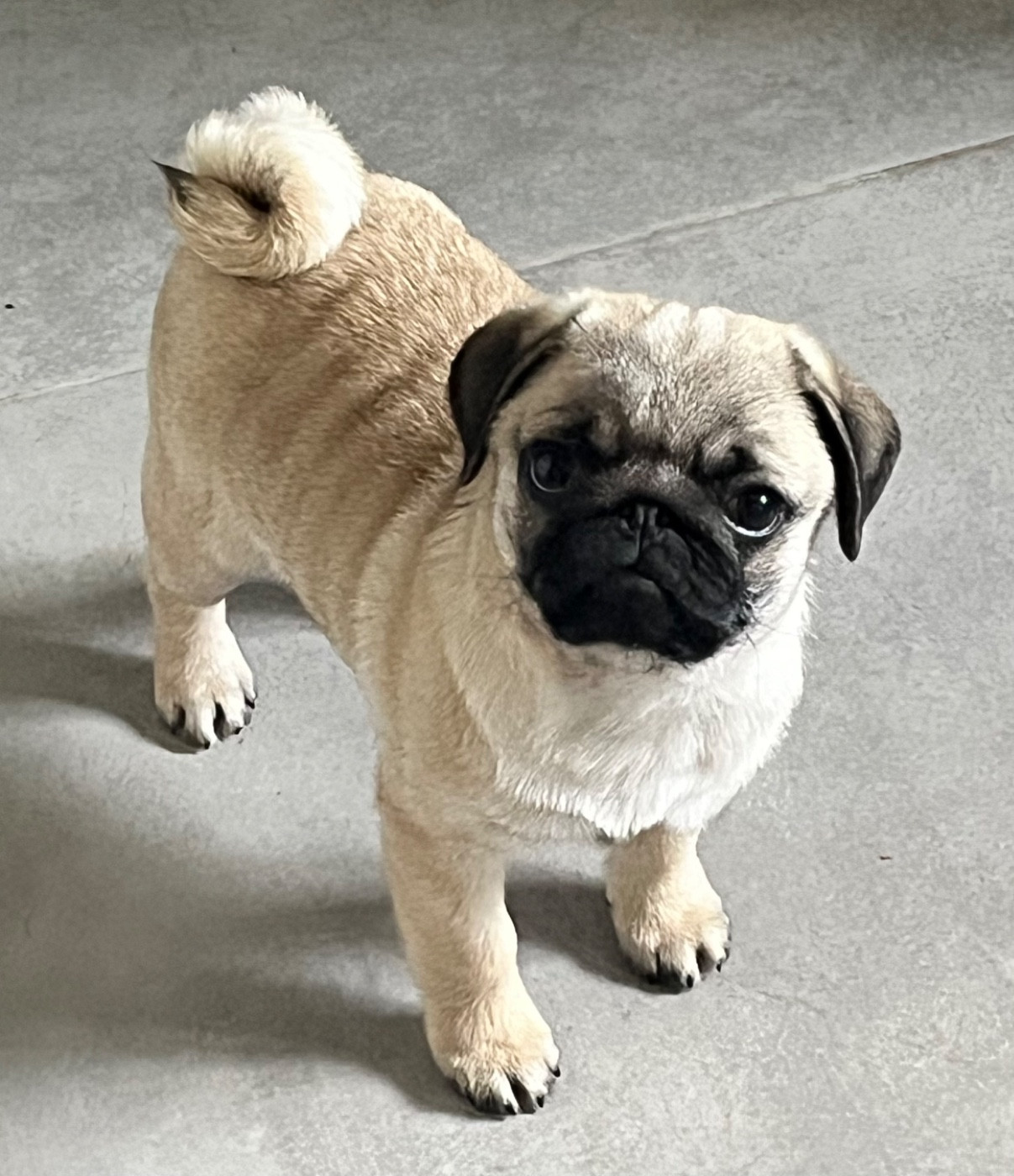 A Success Story Of Aphrodite Childs