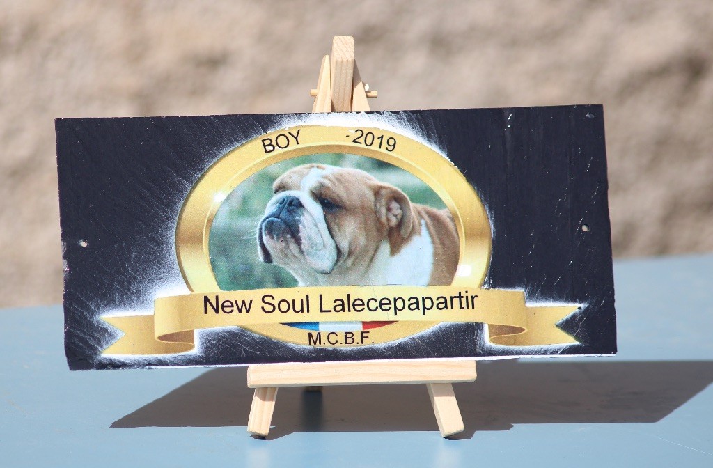 New Soul - BOY 2019