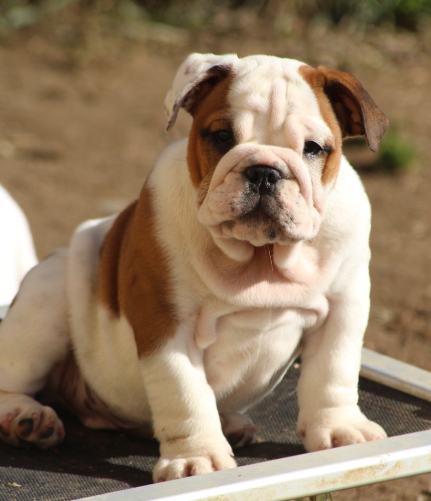 New Soul - Chiots disponibles - Bulldog Anglais