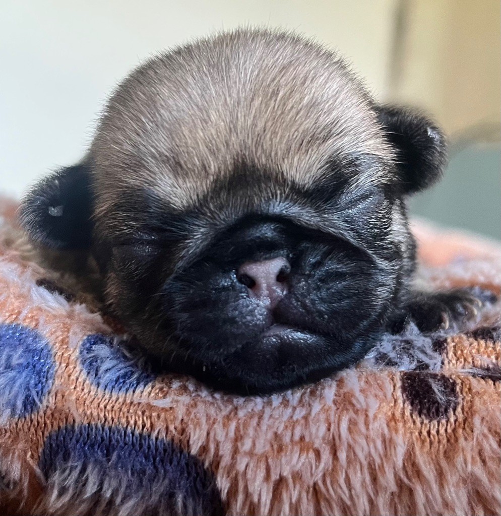 New Soul - Chiots disponibles - Carlin
