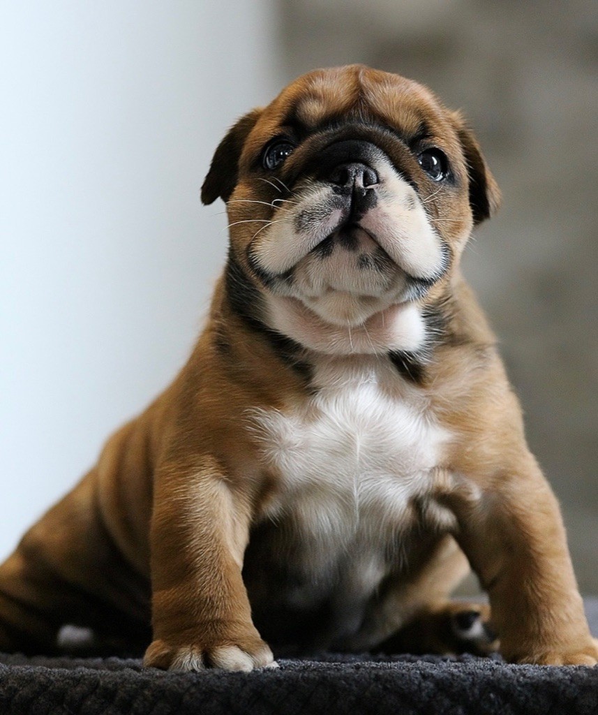 New Soul - Bulldog Anglais - Portée née le 26/08/2025