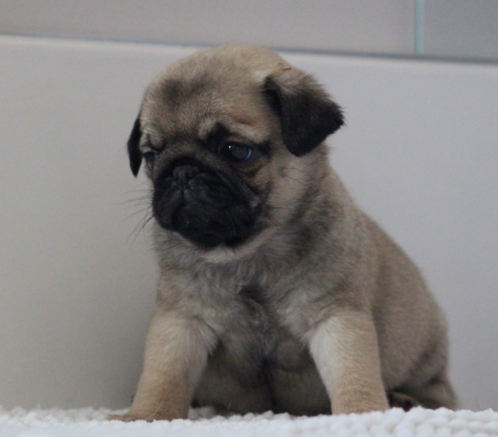 Chiot Carlin New Soul