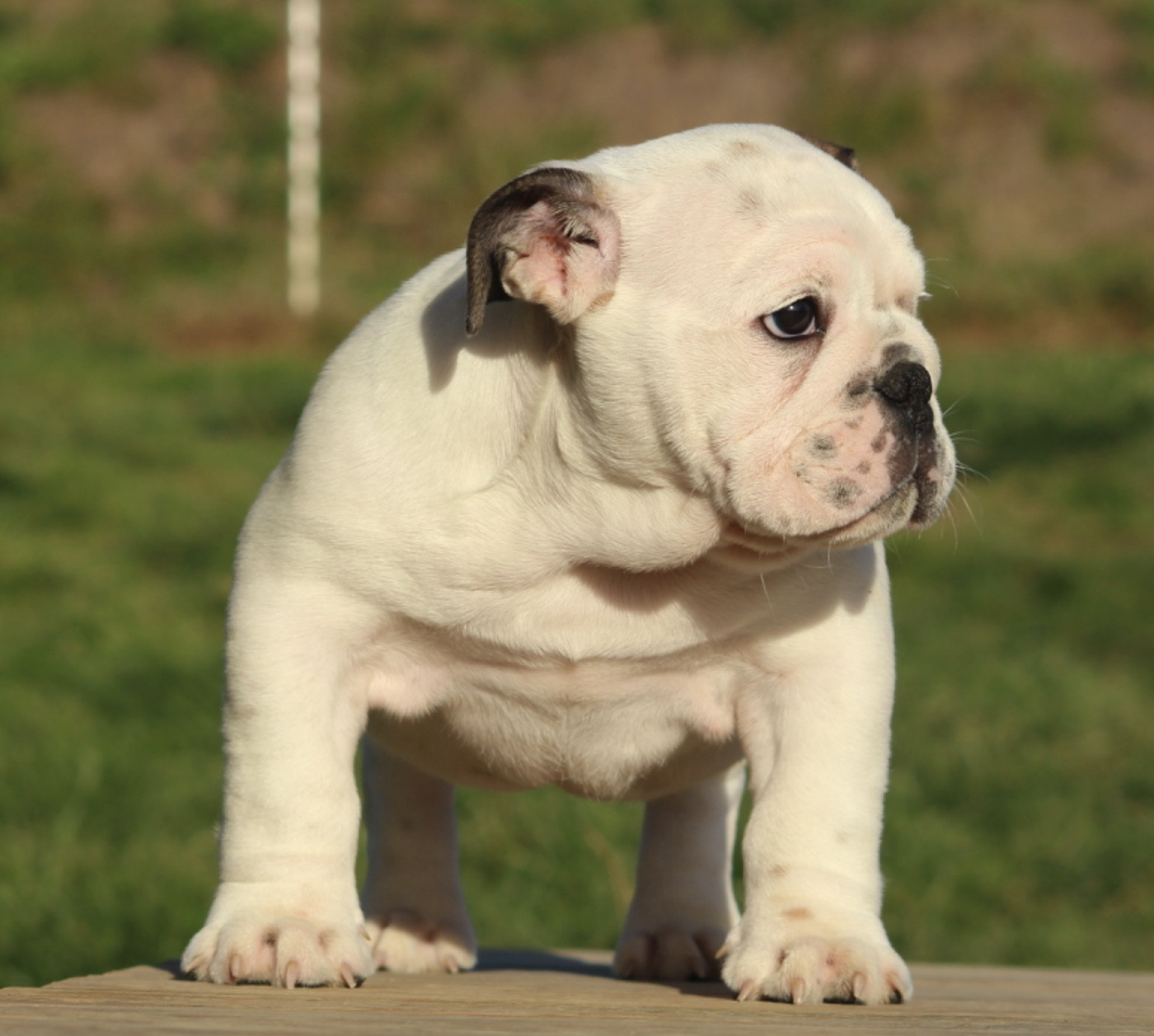 New Soul - Chiots disponibles - Bulldog Anglais