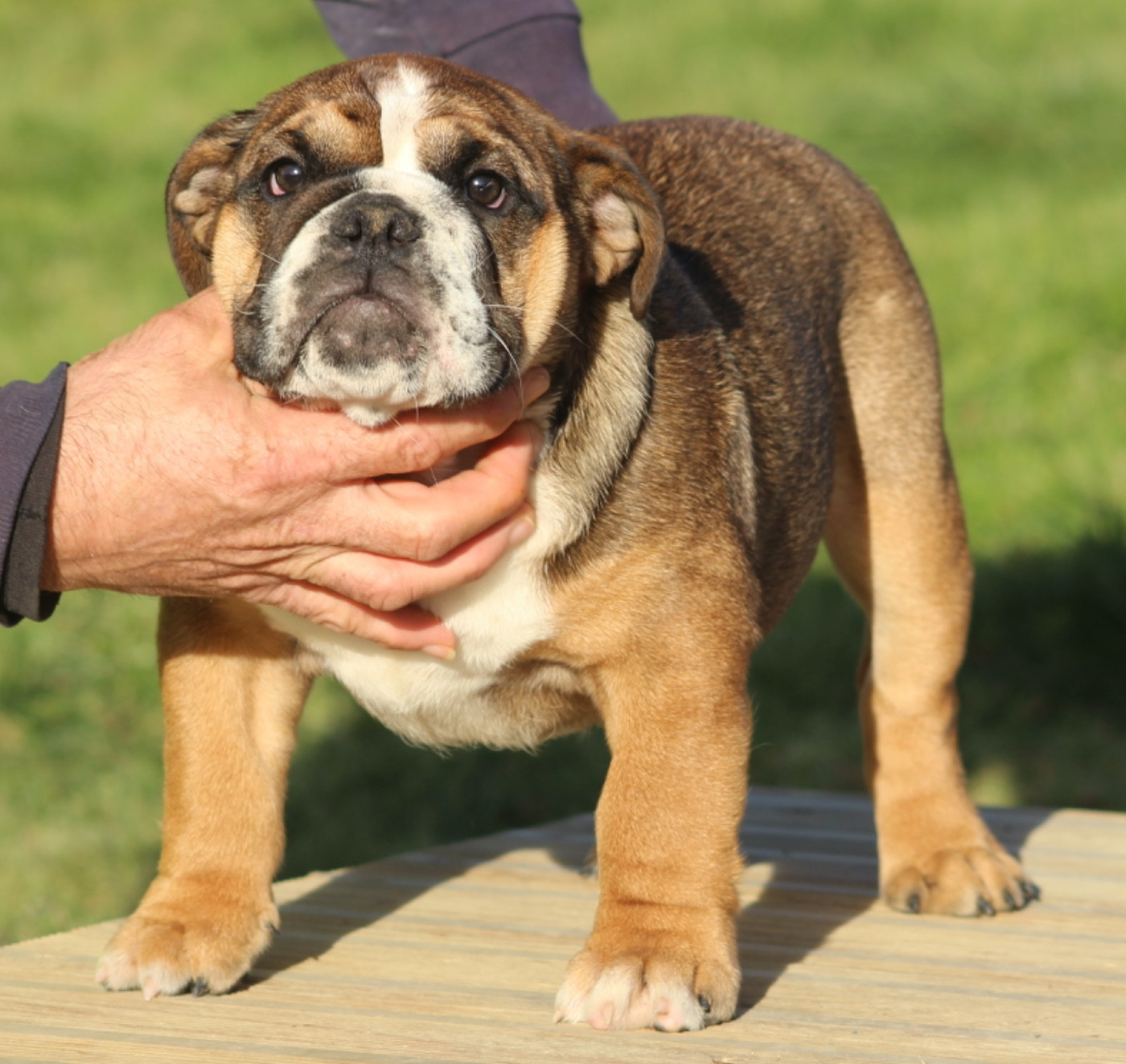 New Soul - Chiots disponibles - Bulldog Anglais