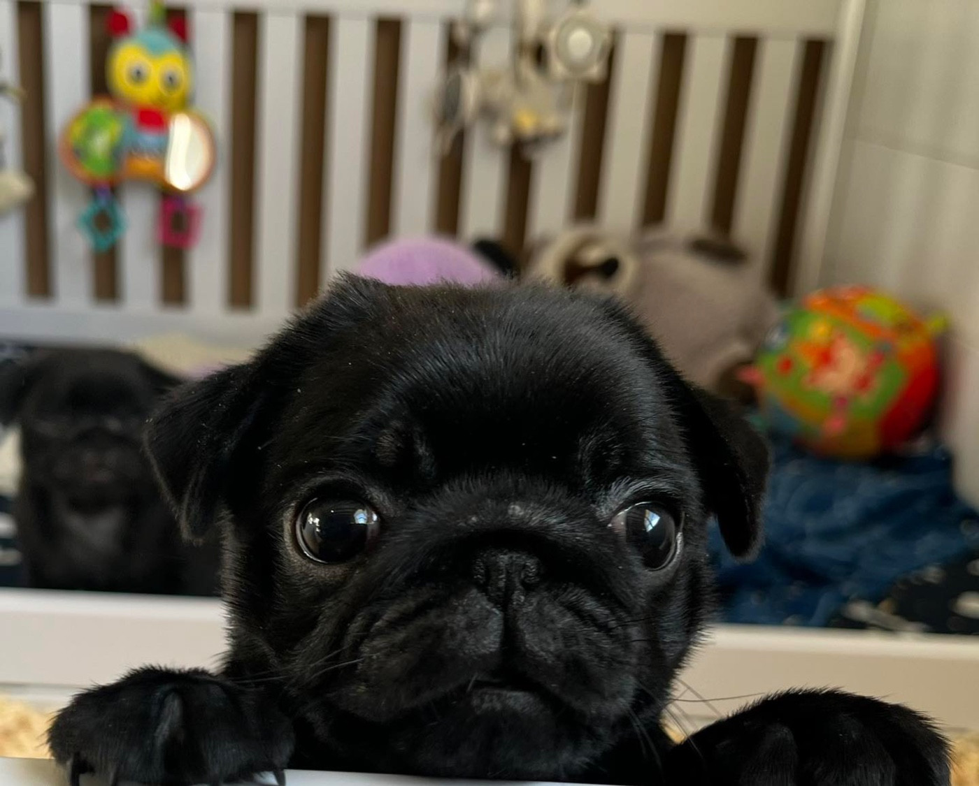 Chiot Carlin New Soul