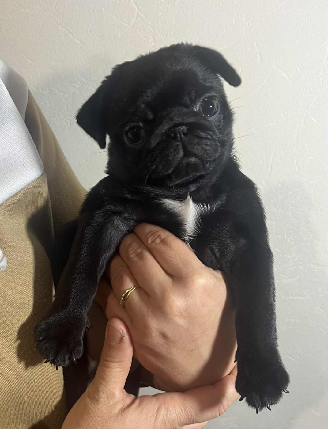 New Soul - Chiots disponibles - Carlin