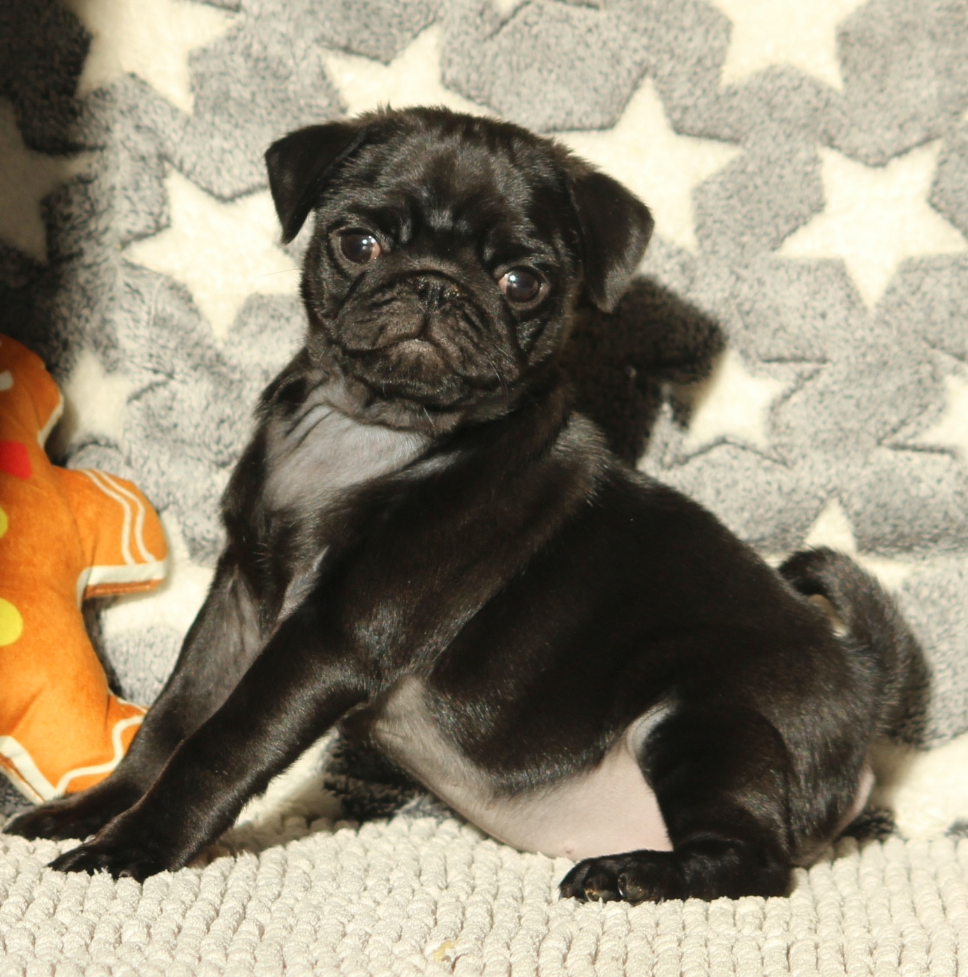 New Soul - Chiots disponibles - Carlin