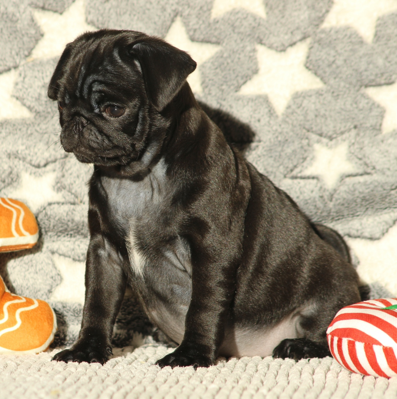 New Soul - Chiots disponibles - Carlin