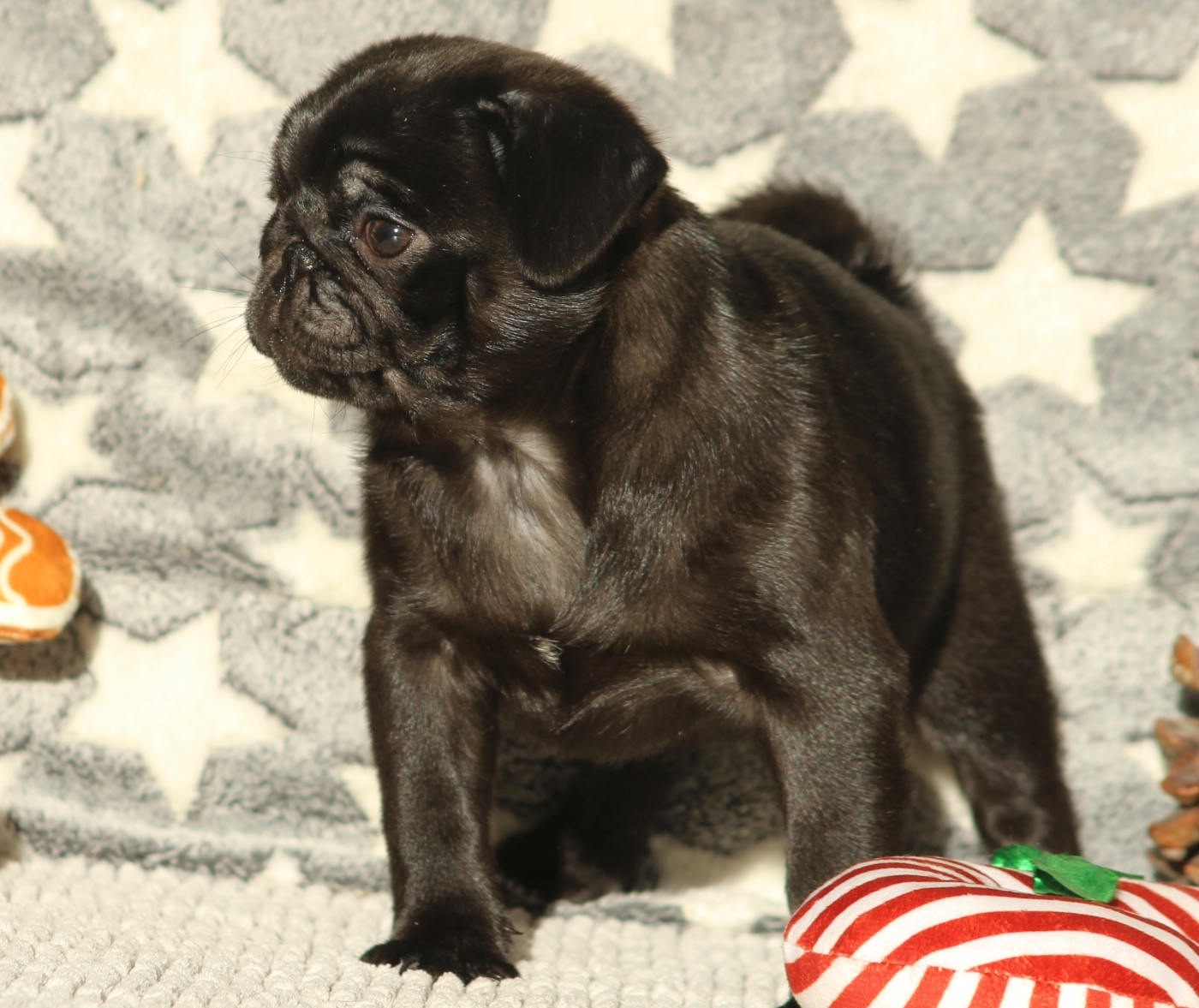 New Soul - Chiots disponibles - Carlin