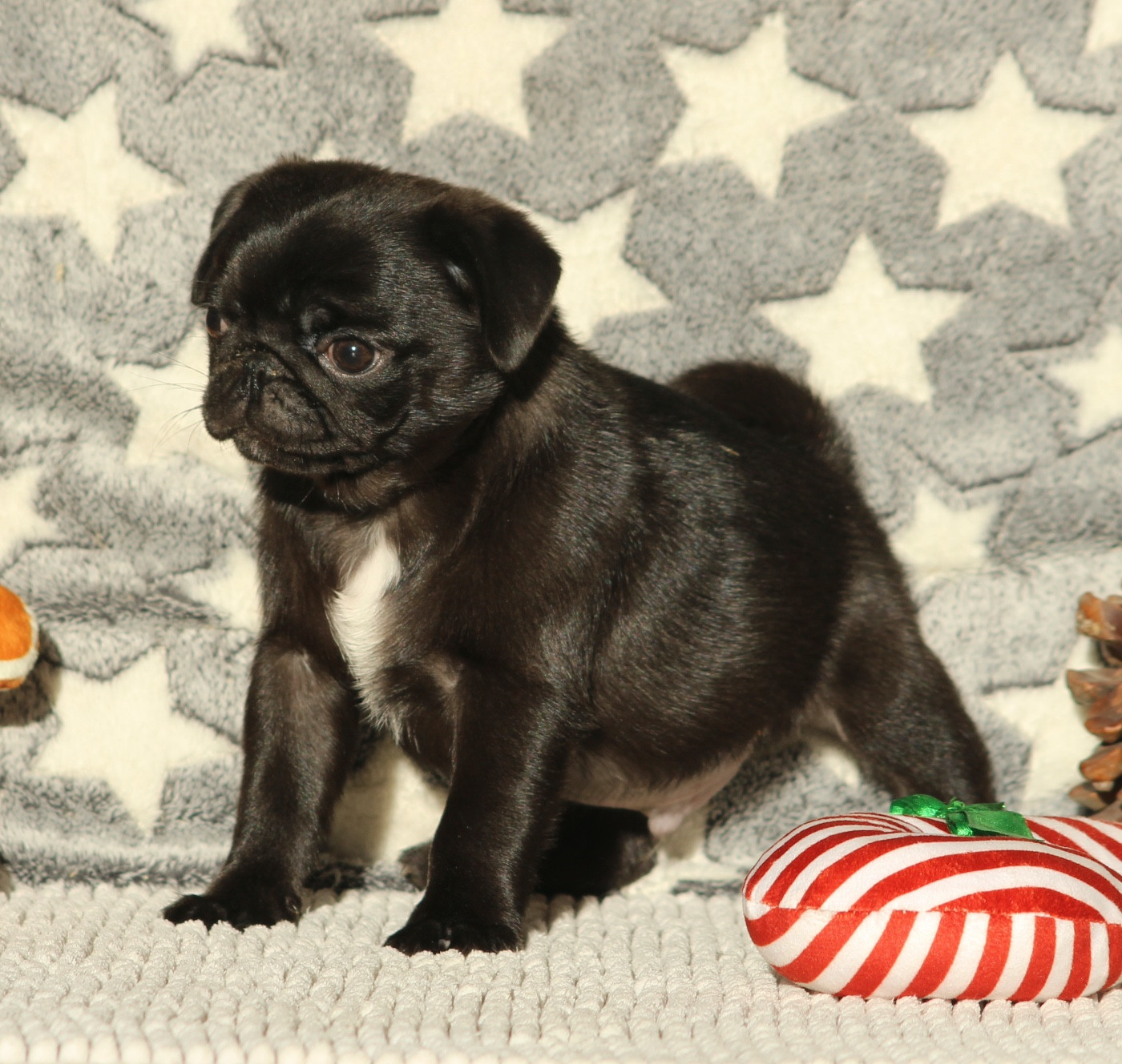 New Soul - Chiots disponibles - Carlin