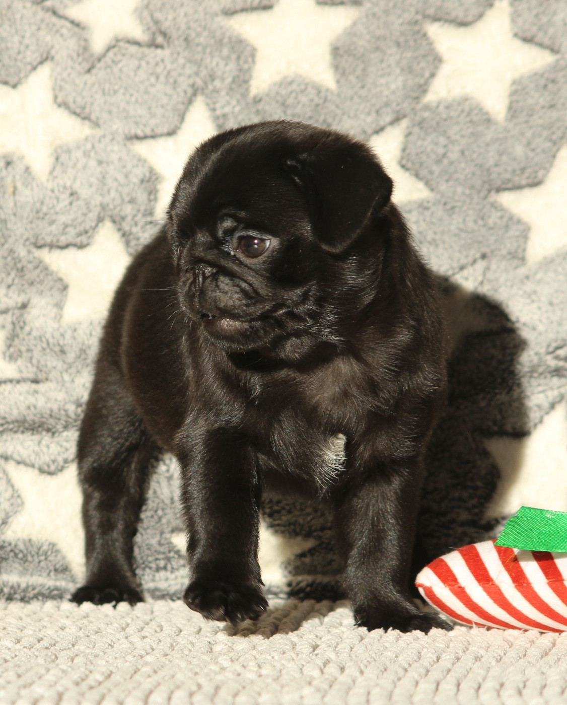 New Soul - Chiots disponibles - Carlin