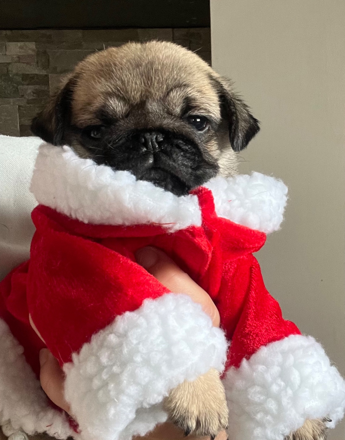 Chiot Carlin New Soul