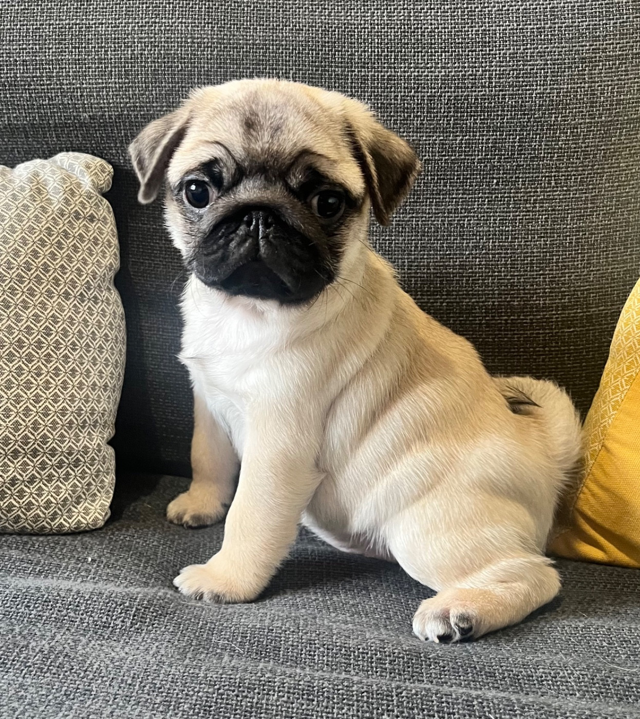 New Soul - Chiots disponibles - Carlin