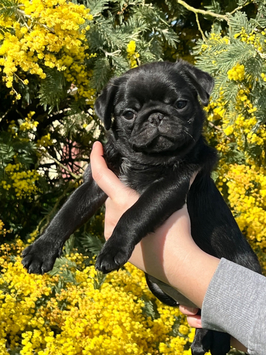 New Soul - Chiots disponibles - Carlin