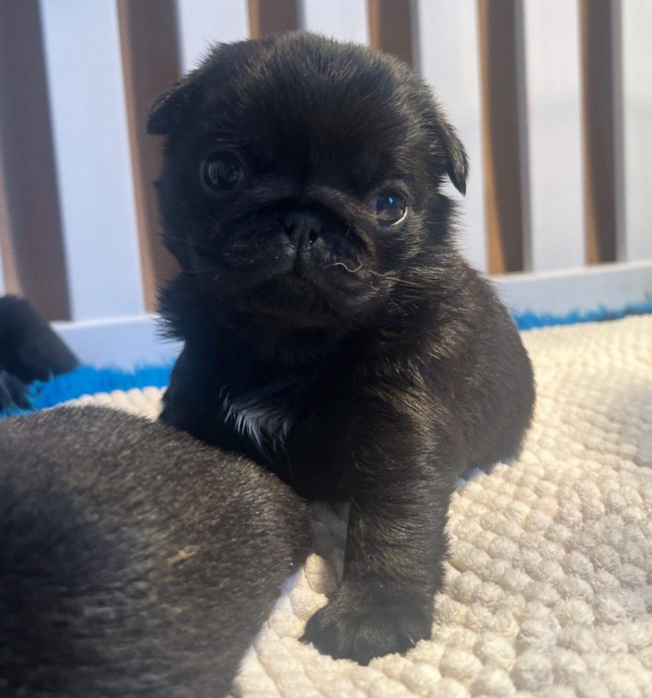 Chiot Carlin New Soul