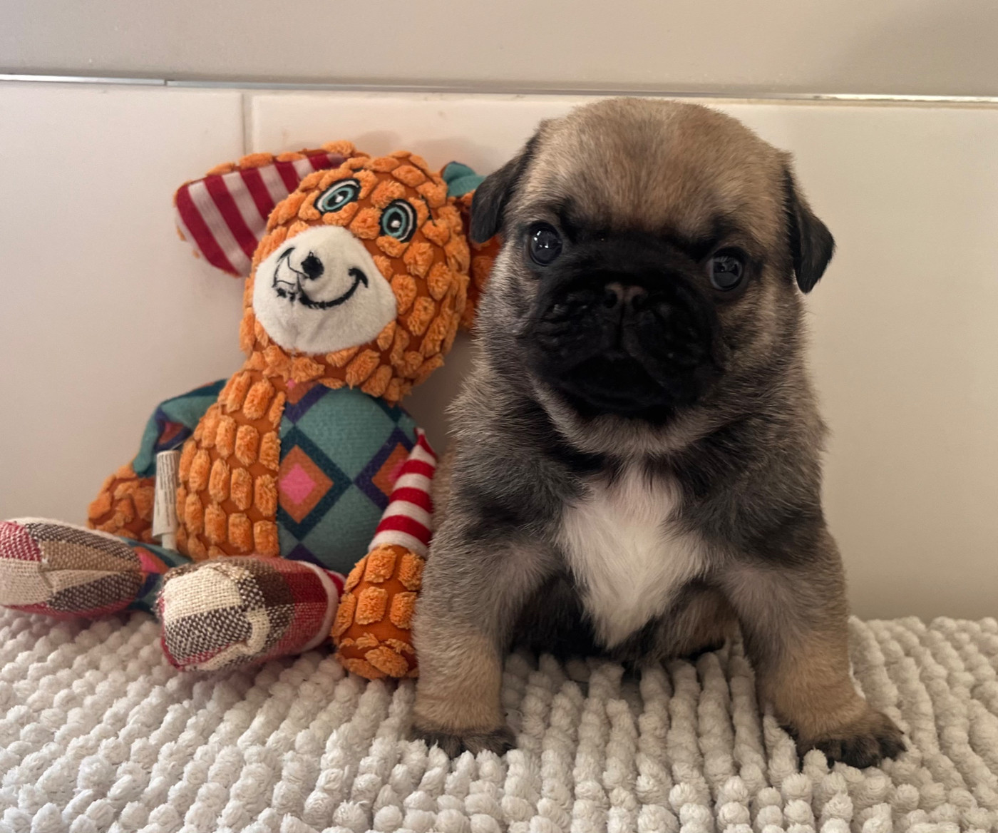 New Soul - Chiots disponibles - Carlin