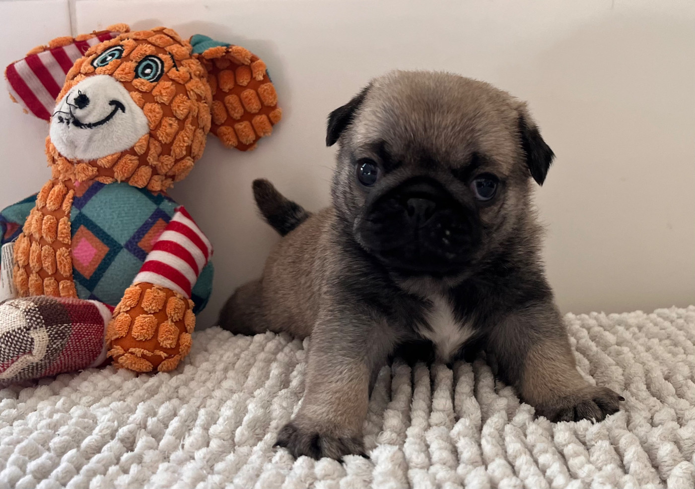 New Soul - Chiots disponibles - Carlin