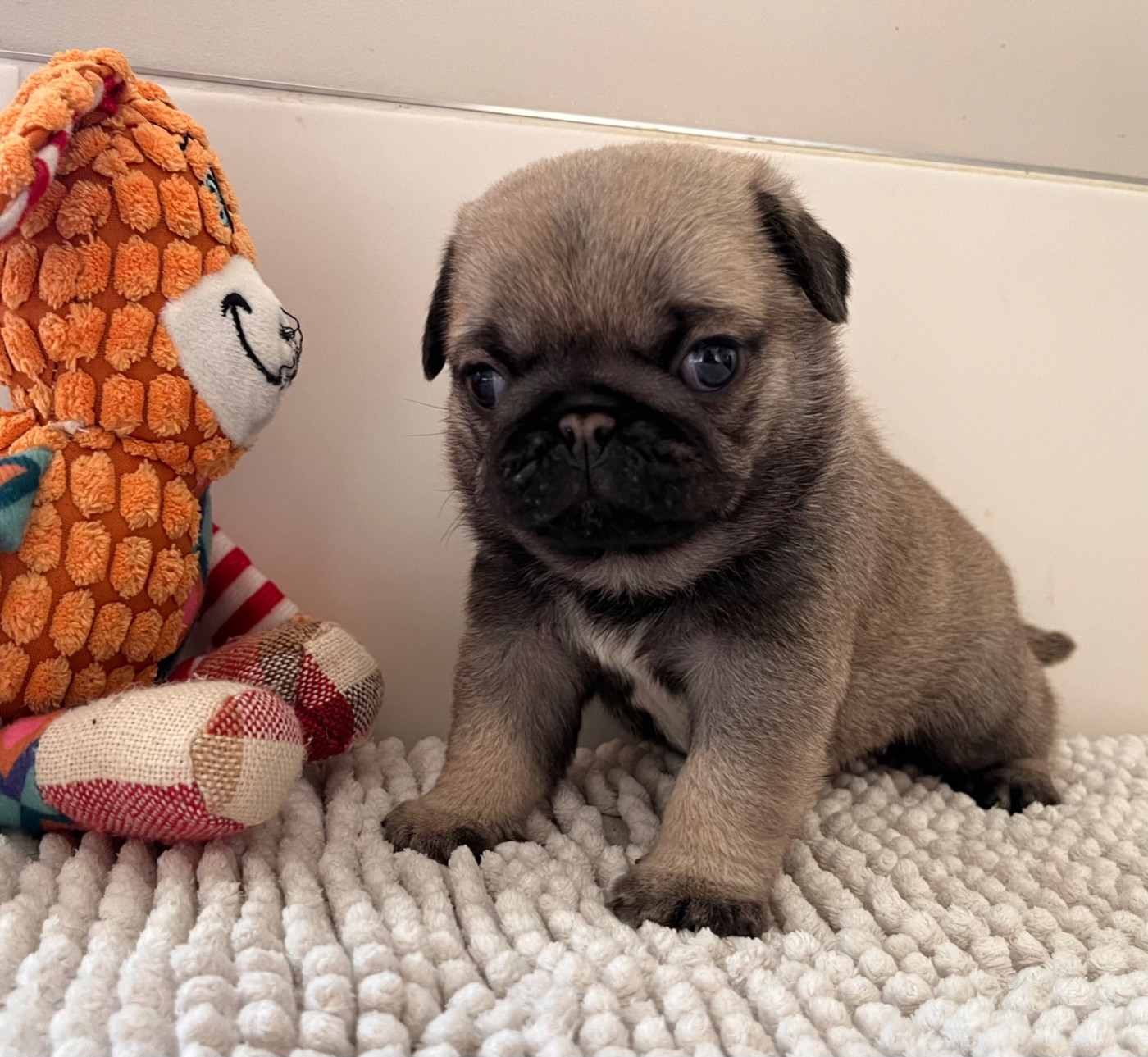New Soul - Chiots disponibles - Carlin