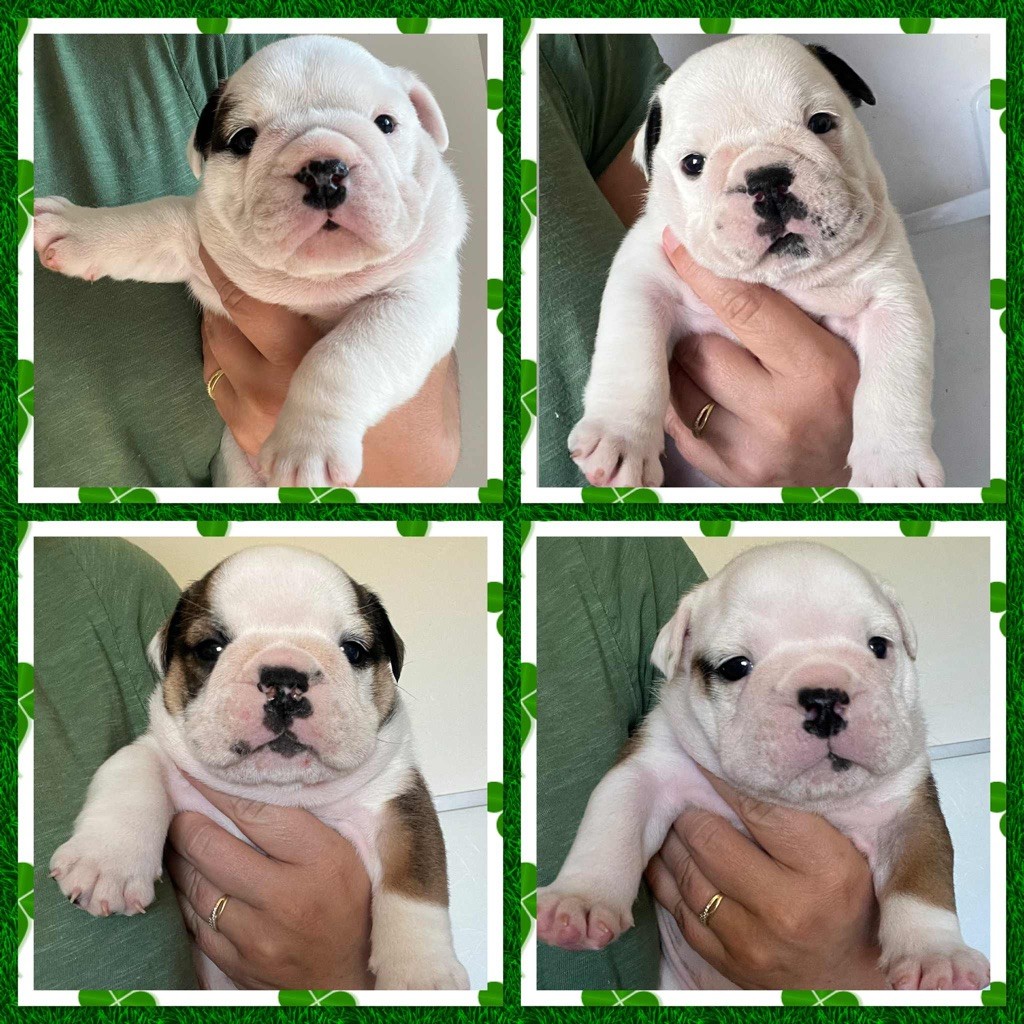 New Soul - Bulldog Anglais - Portée née le 16/09/2025