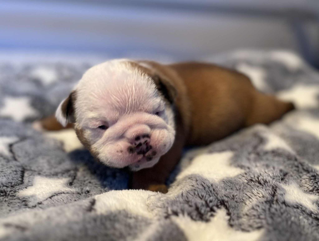 New Soul - Chiots disponibles - Bulldog Anglais