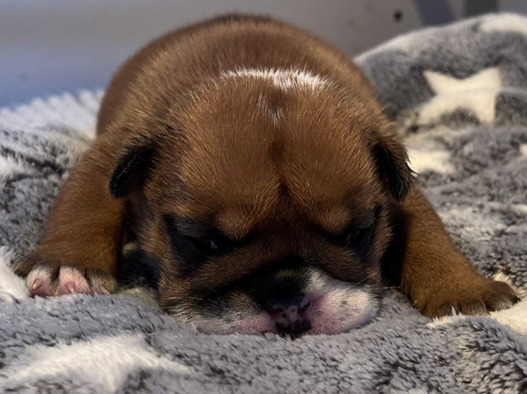 New Soul - Chiots disponibles - Bulldog Anglais