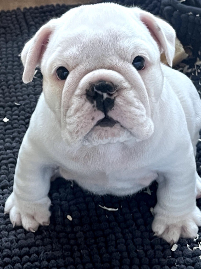 New Soul - Chiots disponibles - Bulldog Anglais