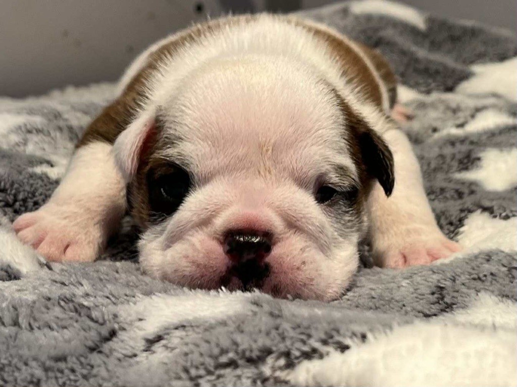 New Soul - Chiots disponibles - Bulldog Anglais