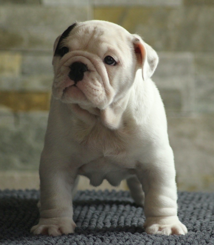 New Soul - Chiots disponibles - Bulldog Anglais