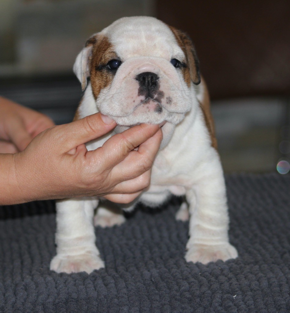 New Soul - Chiots disponibles - Bulldog Anglais