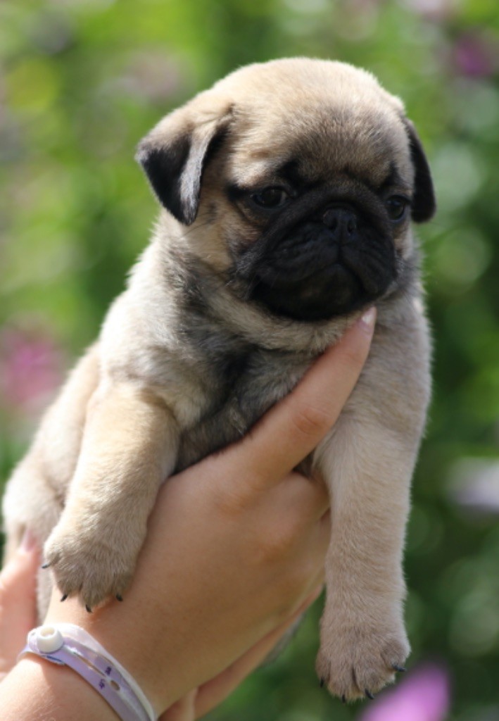 New Soul - Chiots disponibles - Carlin