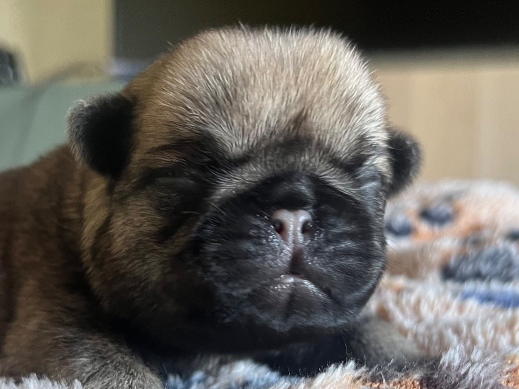New Soul - Chiots disponibles - Carlin