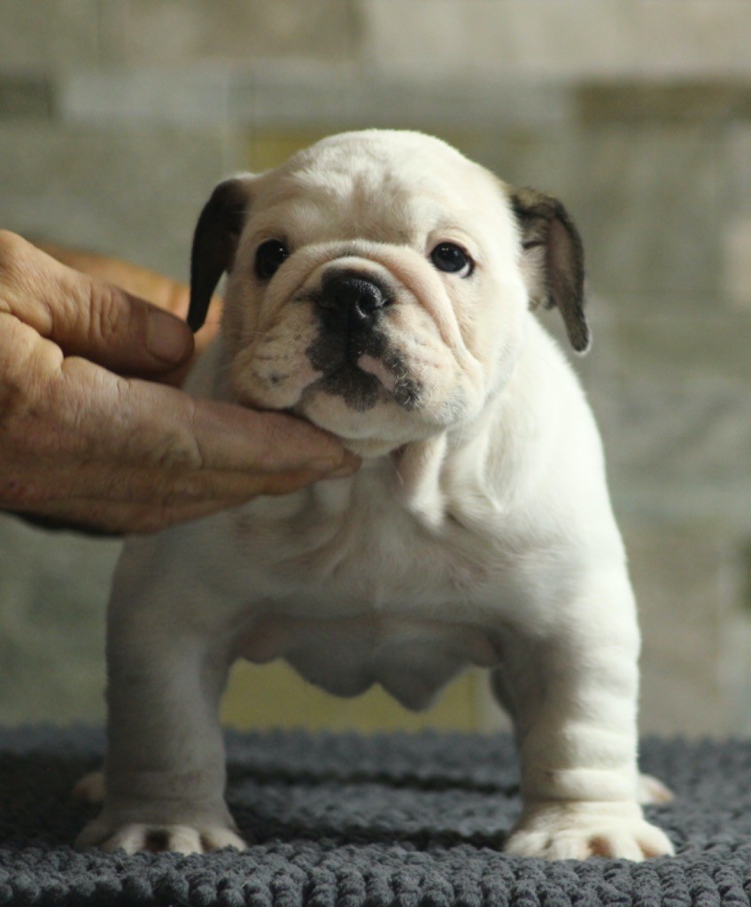 New Soul - Chiots disponibles - Bulldog Anglais