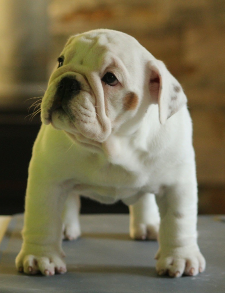 New Soul - Chiots disponibles - Bulldog Anglais
