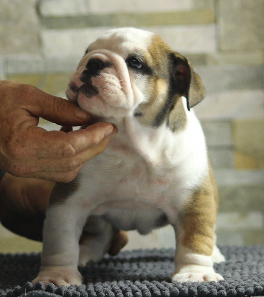 New Soul - Chiots disponibles - Bulldog Anglais