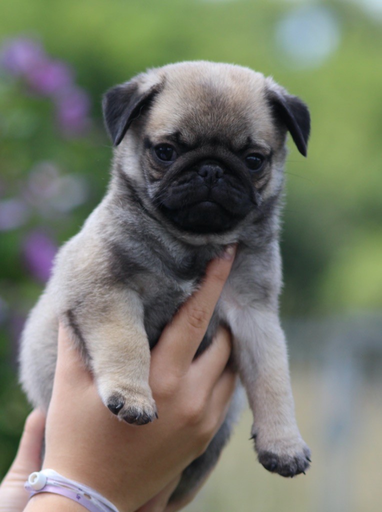 New Soul - Chiots disponibles - Carlin