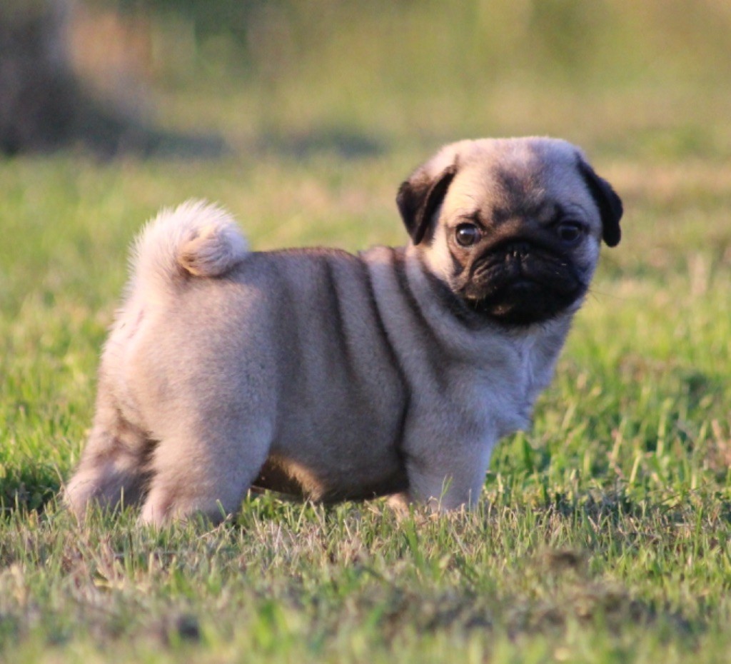 New Soul - Chiots disponibles - Carlin