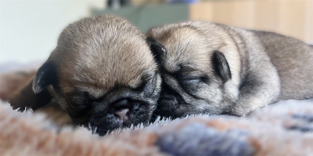 Chiot Carlin New Soul