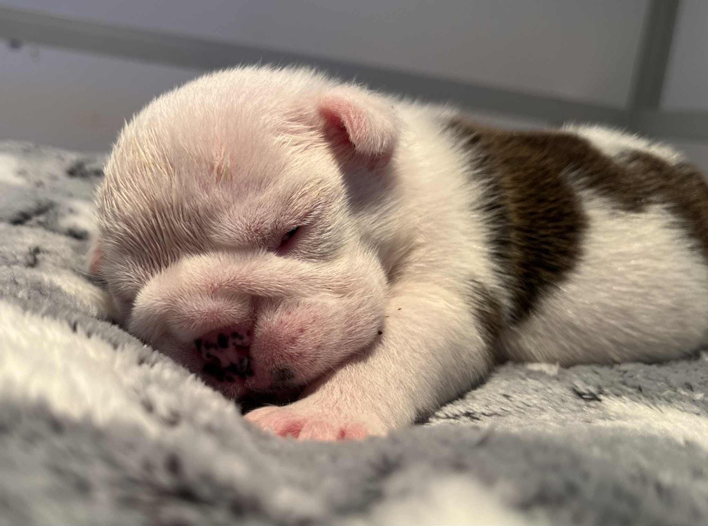 New Soul - Chiots disponibles - Bulldog Anglais
