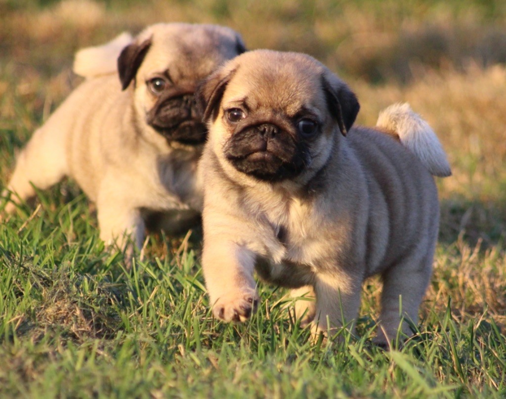 New Soul - Chiots disponibles - Carlin