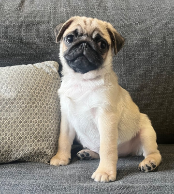 New Soul Arlington Legend