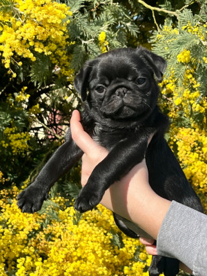 New Soul A Luna Black