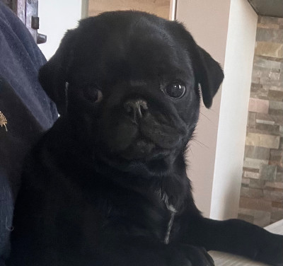 New Soul A Luna rosie Black